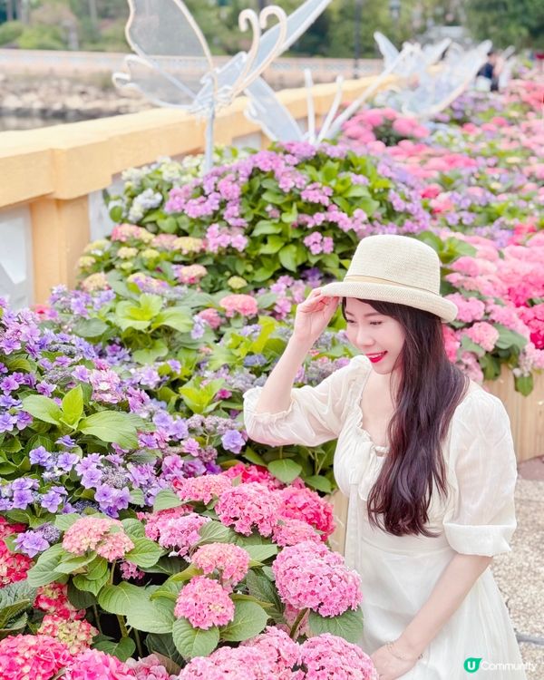 被美美的繡球花呼喚著💗