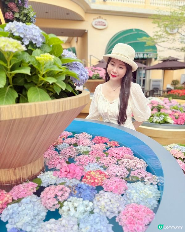 被美美的繡球花呼喚著💗