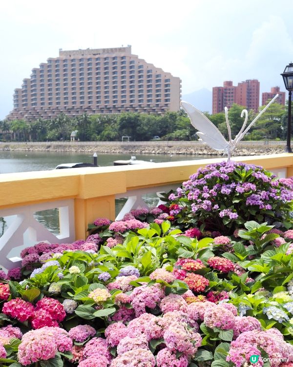 被美美的繡球花呼喚著💗