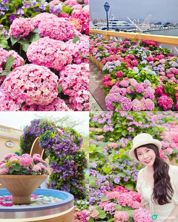 被美美的繡球花呼喚著💗