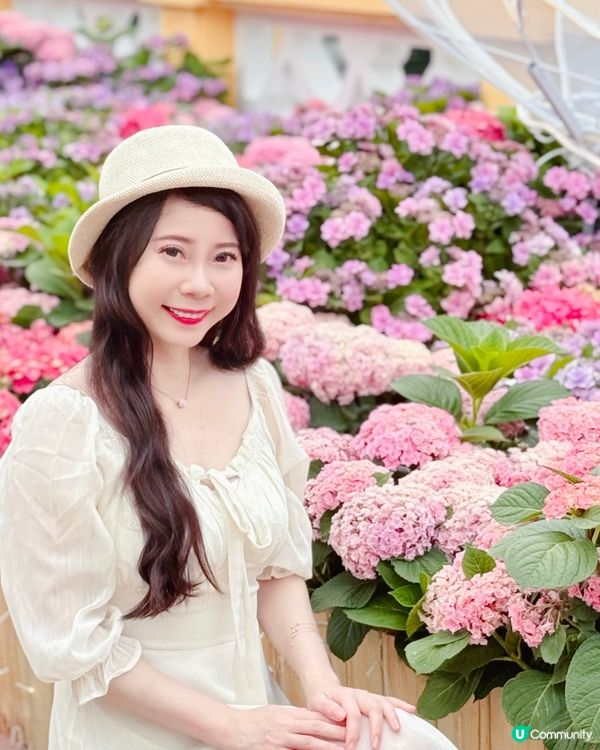 被美美的繡球花呼喚著💗