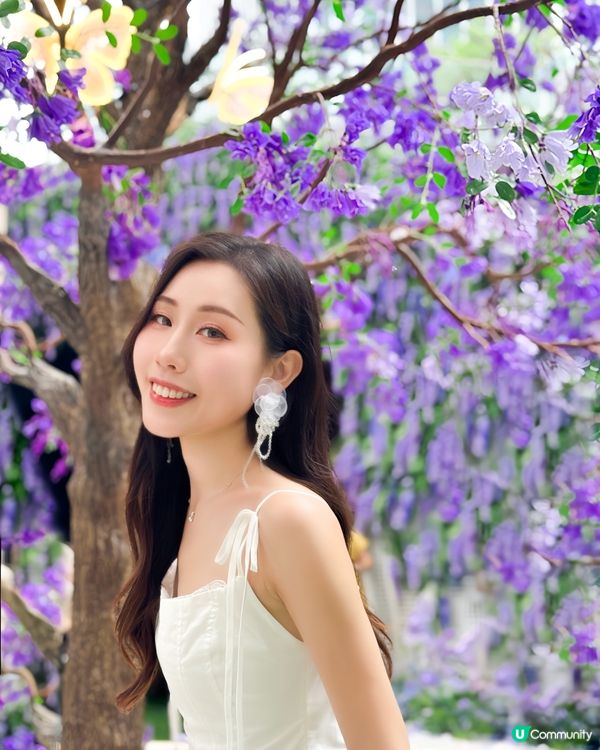 深圳免費紫色莫奈花園打卡，美哭