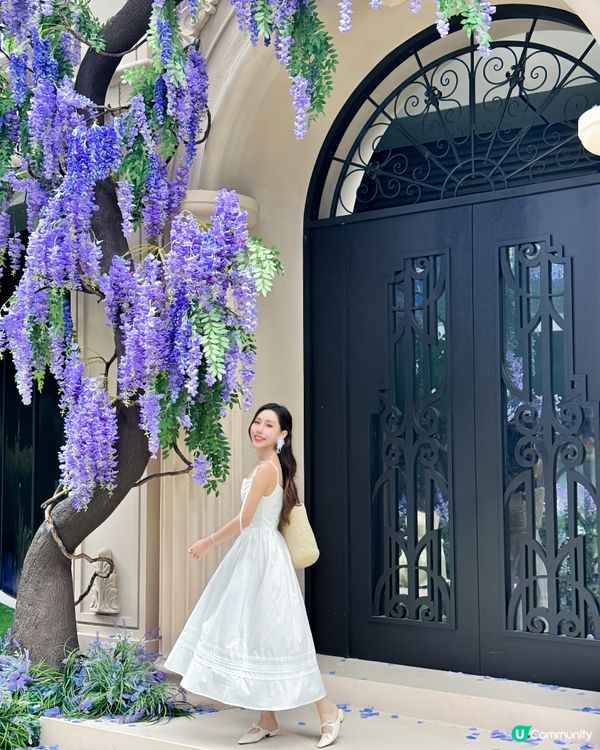 深圳免費紫色莫奈花園打卡，美哭