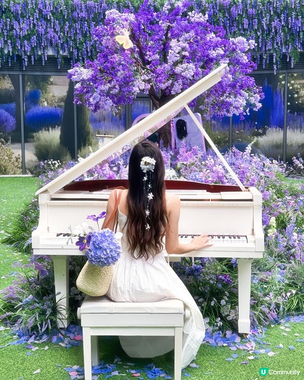 深圳免費紫色莫奈花園打卡，美哭