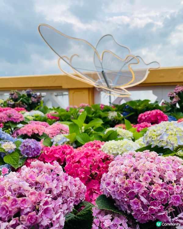 屯門黃金海岸繡球花節2025