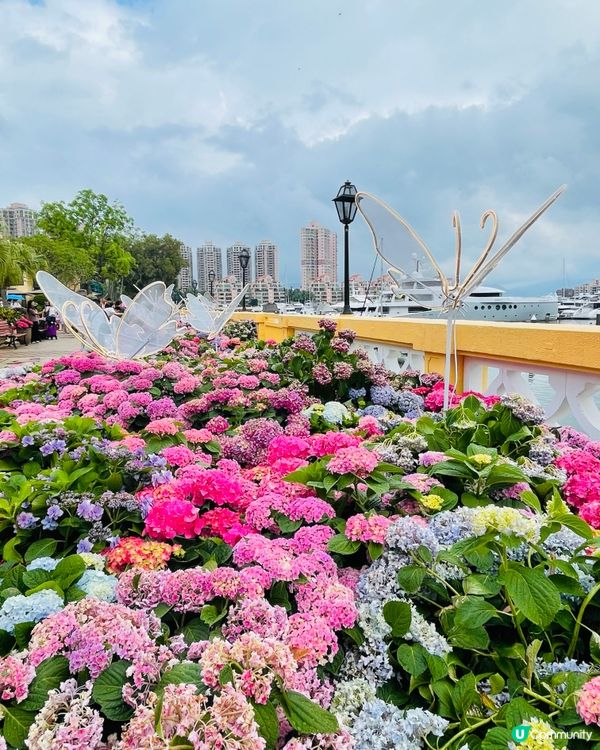 屯門黃金海岸繡球花節2025