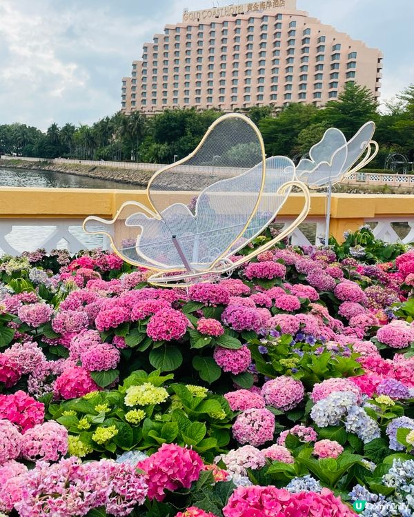 屯門黃金海岸繡球花節2025