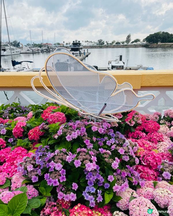 屯門黃金海岸繡球花節2025