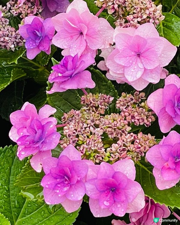 屯門黃金海岸繡球花節2025