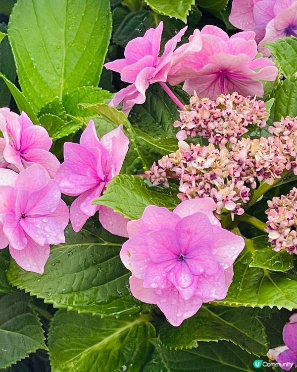 屯門黃金海岸繡球花節2025