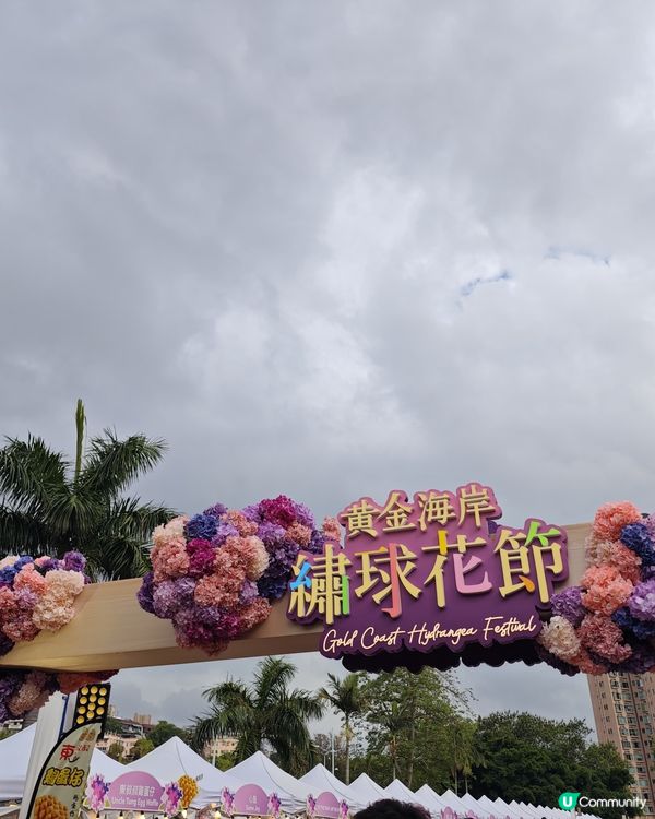 屯門黃金海岸繡球花節2025