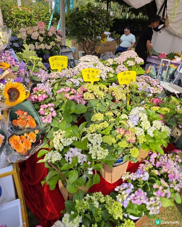 屯門黃金海岸繡球花節2025