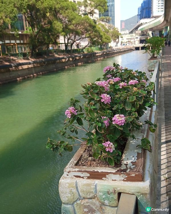 黃竹坑香葉徑散步🚶‍♀️🌿