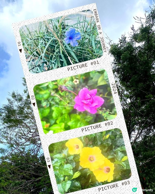 春夏交際又是花開好時節🥰多留意大自然🌼🪴心情都靚啲