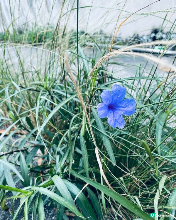春夏交際又是花開好時節🥰多留意大自然🌼🪴心情都靚啲