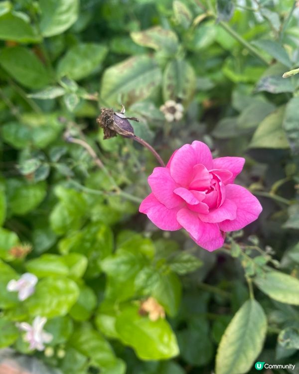 春夏交際又是花開好時節🥰多留意大自然🌼🪴心情都靚啲