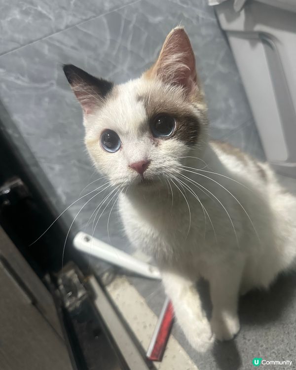 好自在既走失貓(長文慎入)