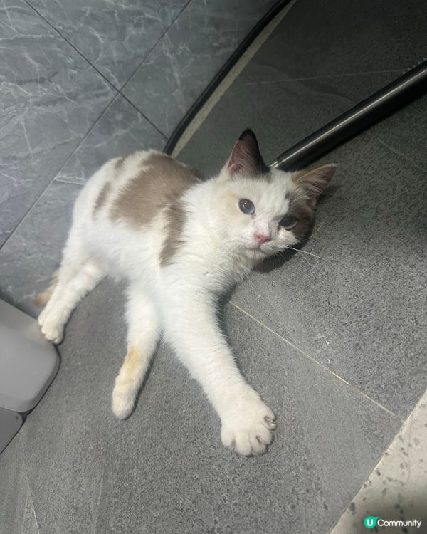 好自在既走失貓(長文慎入)