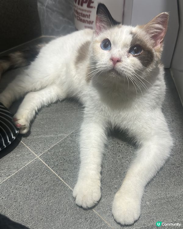 好自在既走失貓(長文慎入)