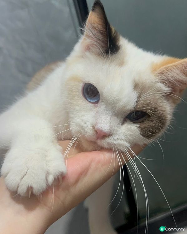 好自在既走失貓(長文慎入)