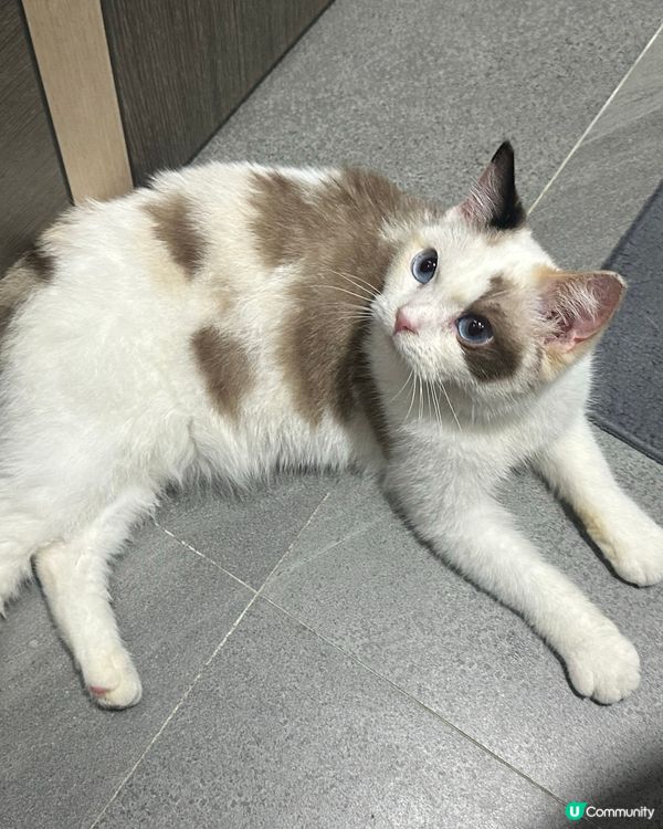 好自在既走失貓(長文慎入)