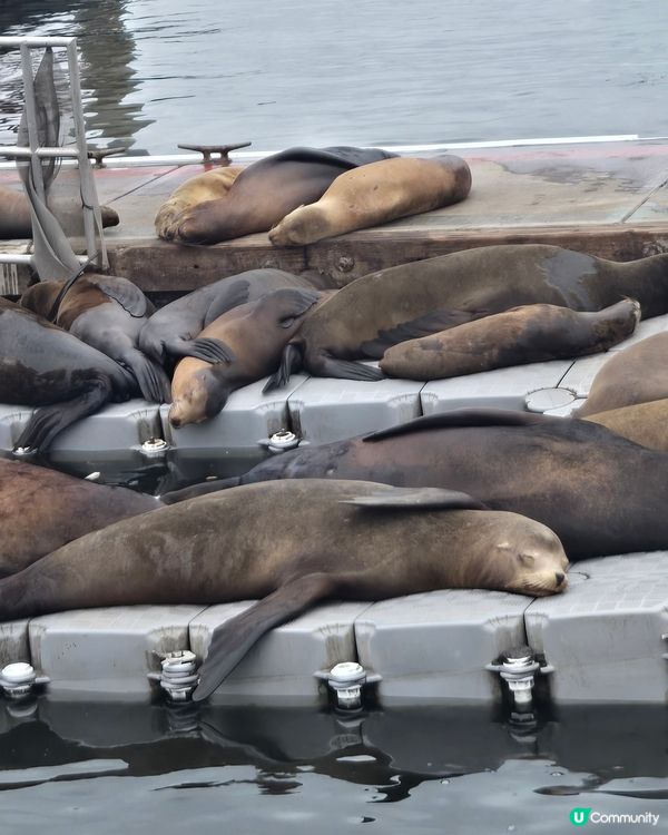 野生的加州海獅☺️