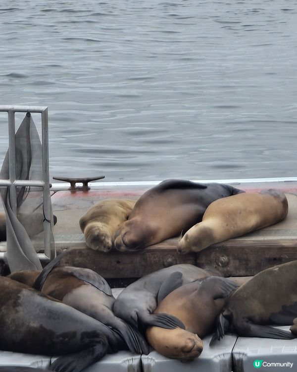 野生的加州海獅☺️