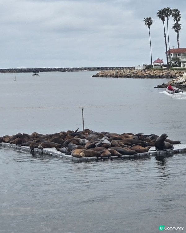 野生的加州海獅☺️