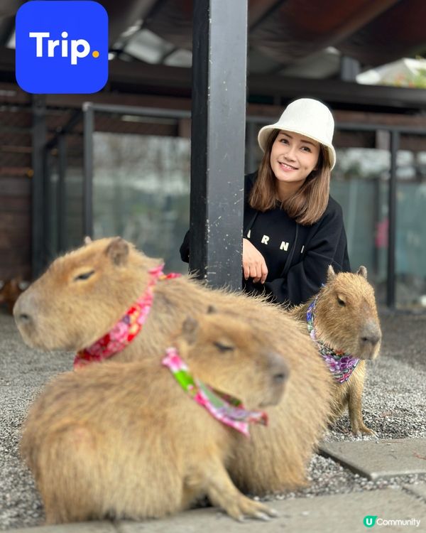 教你免費搶Trip.com 平價優惠攻略