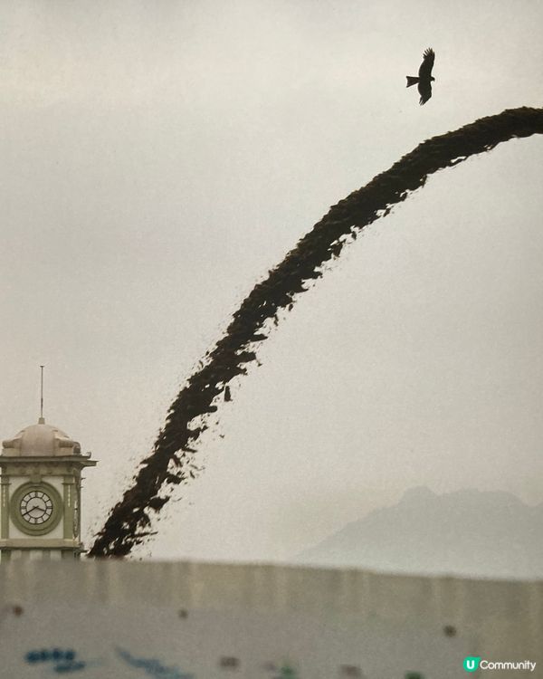 小島維多利亞港的日子