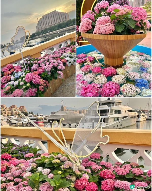 繡球花節@香港黃金海岸