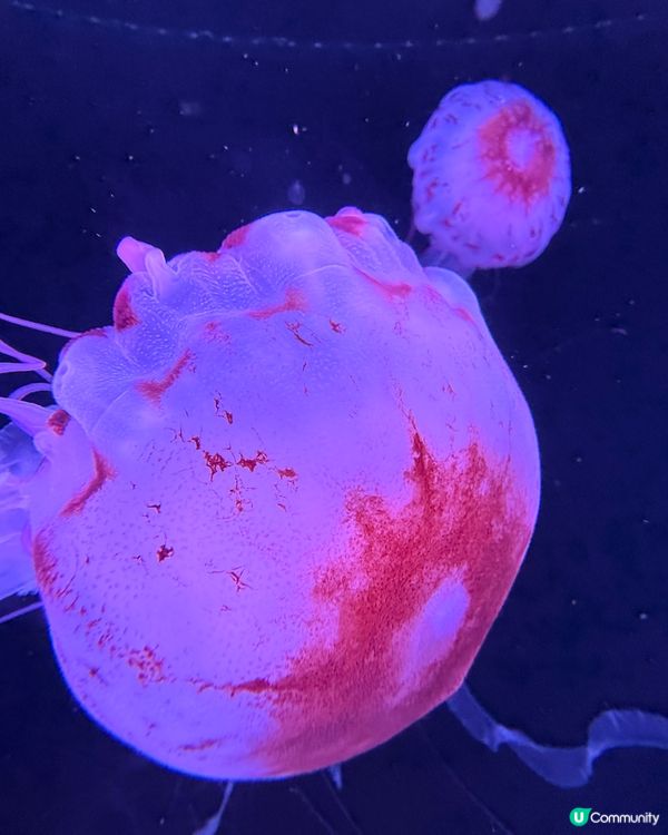 珠海長隆海洋王國攻略