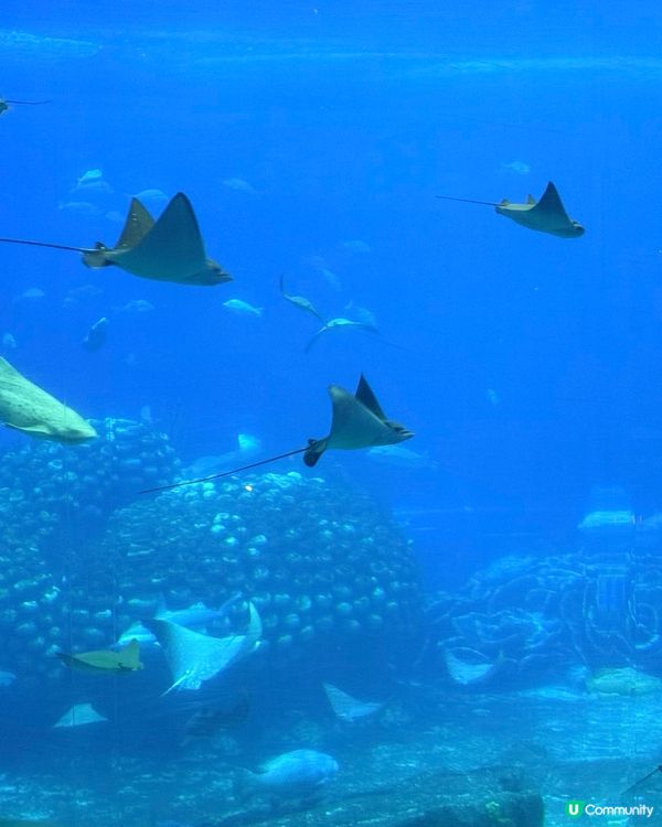 珠海長隆海洋王國攻略