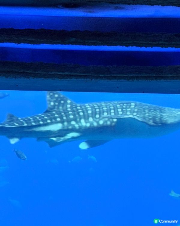 珠海長隆海洋王國攻略