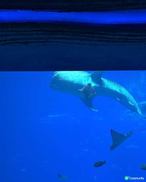 珠海長隆海洋王國攻略