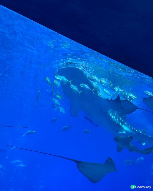 珠海長隆海洋王國攻略