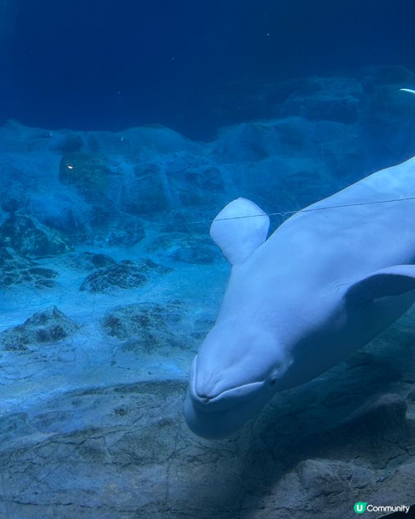 珠海長隆海洋王國攻略