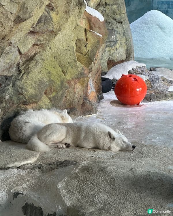 珠海長隆海洋王國攻略