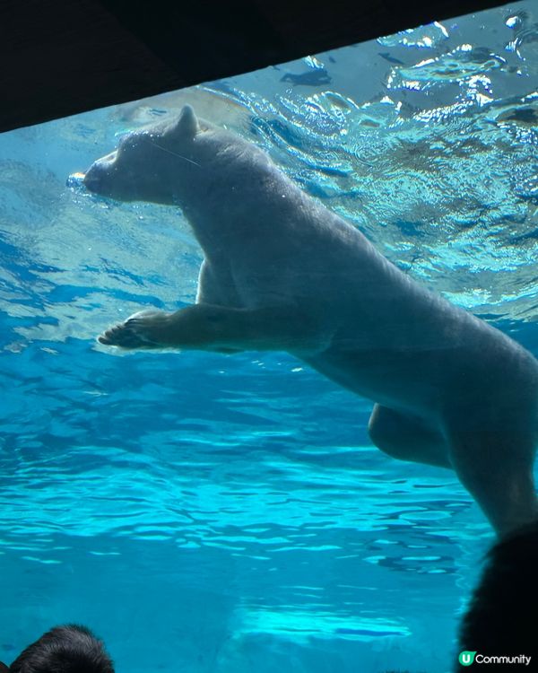 珠海長隆海洋王國攻略