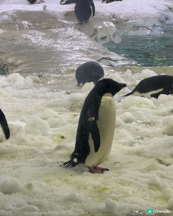 珠海長隆海洋王國攻略