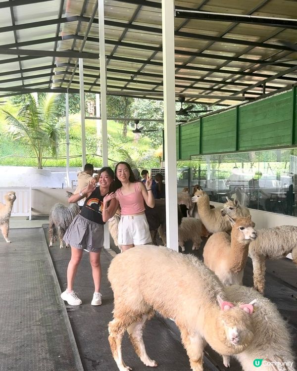 🇲🇾估唔到一個咁嘅地方仲可以親親草泥馬瘋狂打卡Zahara 