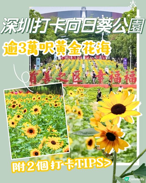 深圳打卡向日葵公園🌻逾3萬呎黃金花海😍免費入場/地鐵直達‼️附2個打卡TIPS