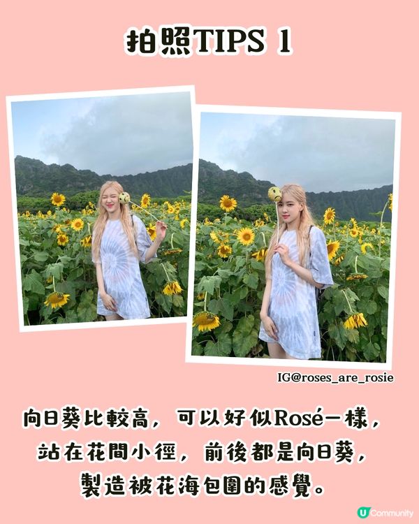 深圳打卡向日葵公園🌻逾3萬呎黃金花海😍免費入場/地鐵直達‼️附2個打卡TIPS