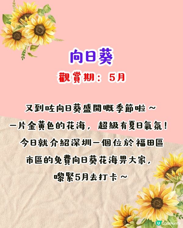 深圳打卡向日葵公園🌻逾3萬呎黃金花海😍免費入場/地鐵直達‼️附2個打卡TIPS