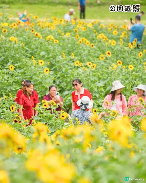 深圳打卡向日葵公園🌻逾3萬呎黃金花海😍免費入場/地鐵直達‼️附2個打卡TIPS