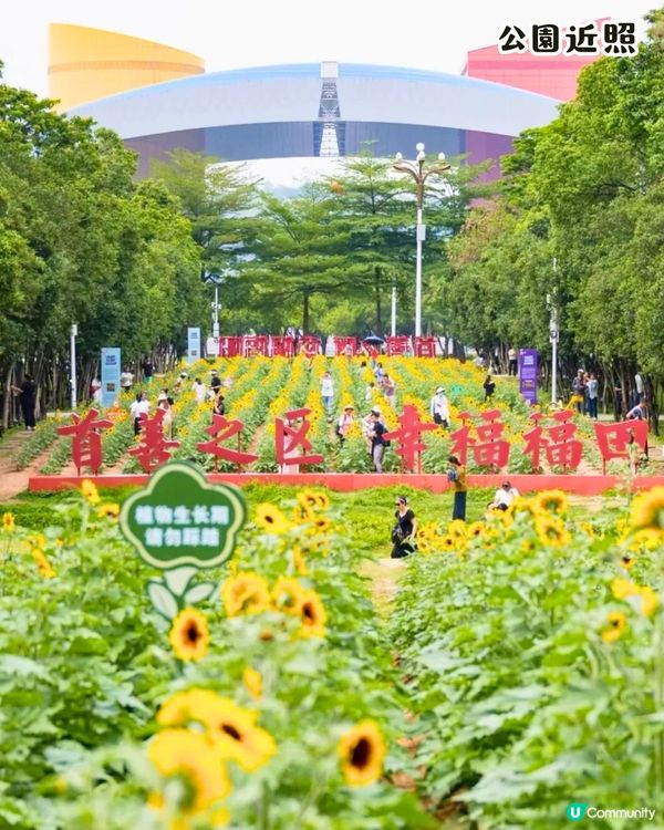 深圳打卡向日葵公園🌻逾3萬呎黃金花海😍免費入場/地鐵直達‼️附2個打卡TIPS