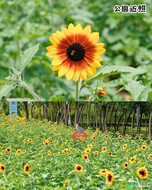 深圳打卡向日葵公園🌻逾3萬呎黃金花海😍免費入場/地鐵直達‼️附2個打卡TIPS
