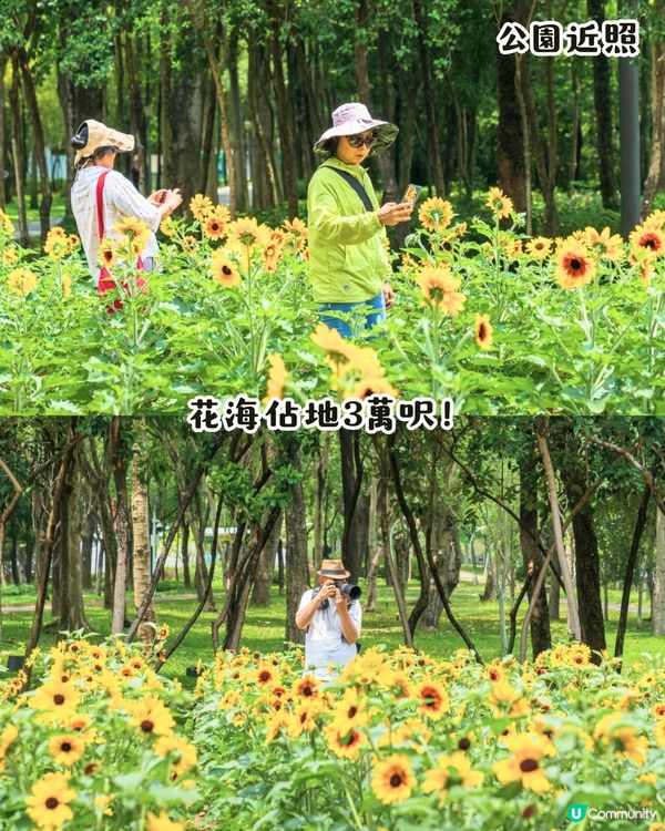 深圳打卡向日葵公園🌻逾3萬呎黃金花海😍免費入場/地鐵直達‼️附2個打卡TIPS