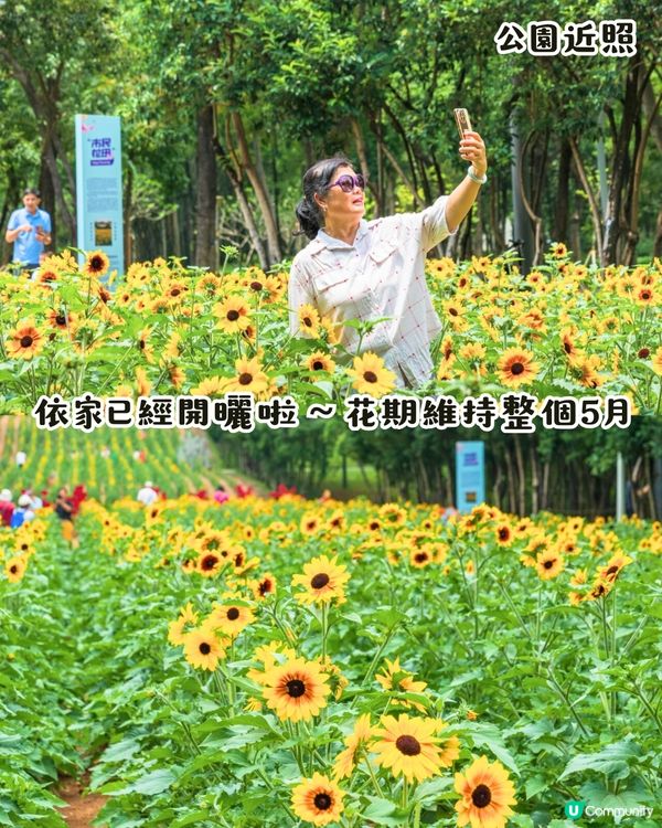深圳打卡向日葵公園🌻逾3萬呎黃金花海😍免費入場/地鐵直達‼️附2個打卡TIPS