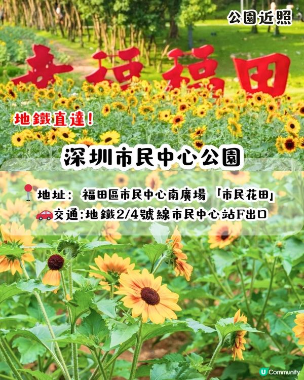 深圳打卡向日葵公園🌻逾3萬呎黃金花海😍免費入場/地鐵直達‼️附2個打卡TIPS